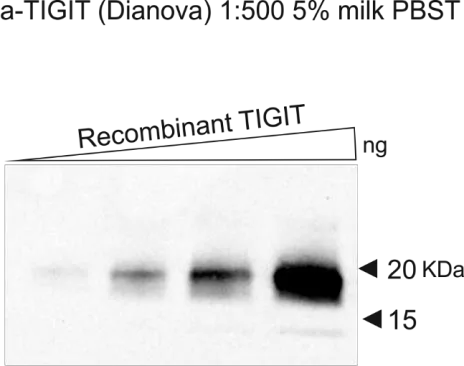 Western blot using recombinant TIGIT protein as a target for TG-1 (ONCOdianova reference image, Tech Note V1, Fig. 2). Increasing amounts of recombinant TIGIT (ng); antibody 1:500 in 5 % milk/PBST; band at approx. 20 kDa.